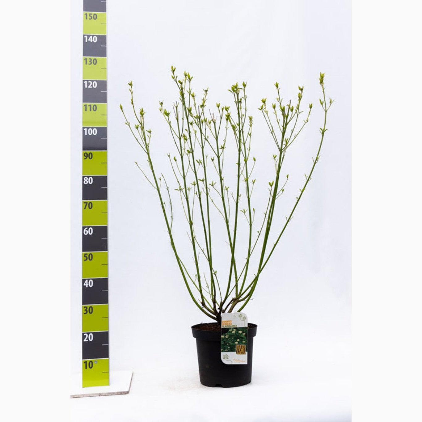 Kornell – Cornus sericea 'Flaviramea' - C7.5 80-100 CM